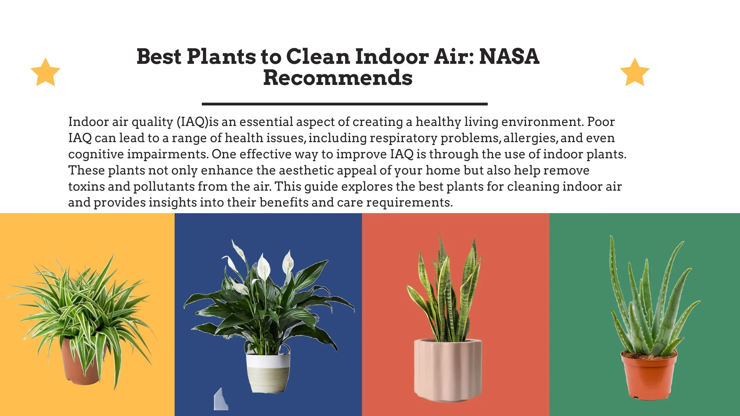 amy dieffenbachia care Dieffenbachia 'Amy'