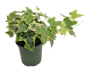 English Ivy