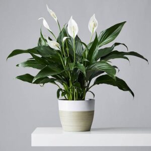Peace Lily