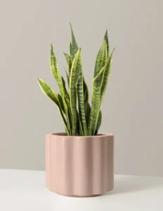 Snake Plant