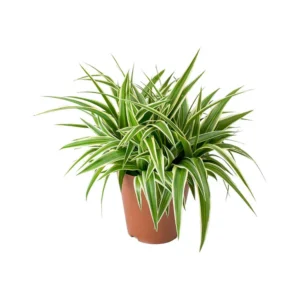 Spider Plant