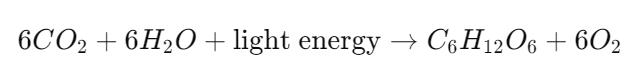 Photosynthesis